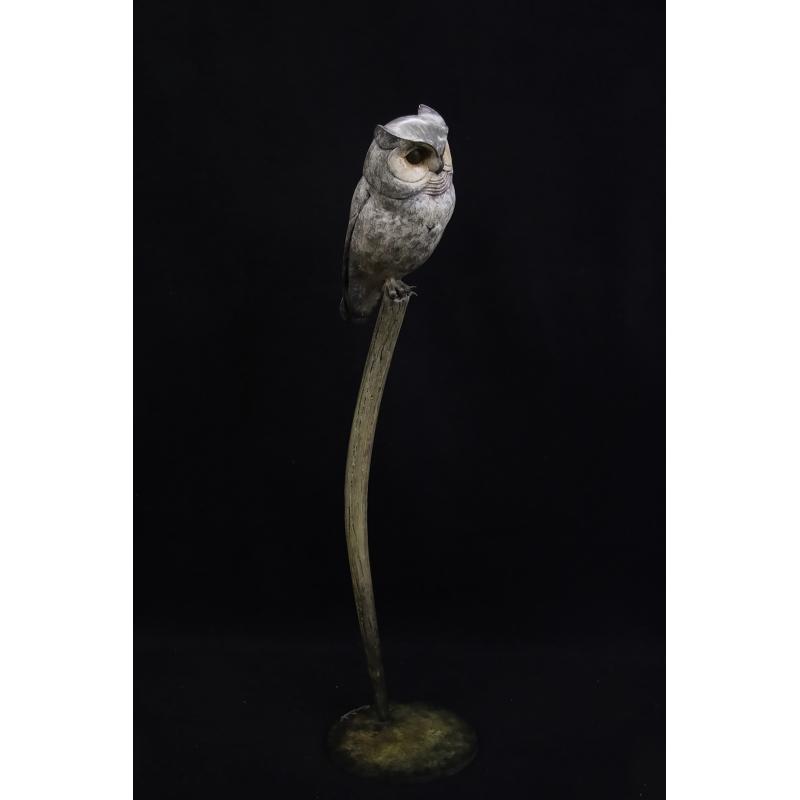 Scops Owl